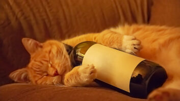 Cat sleeping with a wine bottle is used to illustrate the power of professional humor in marketing